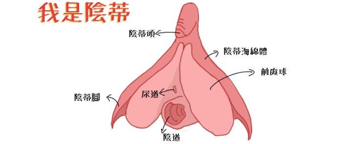 荫蒂构造