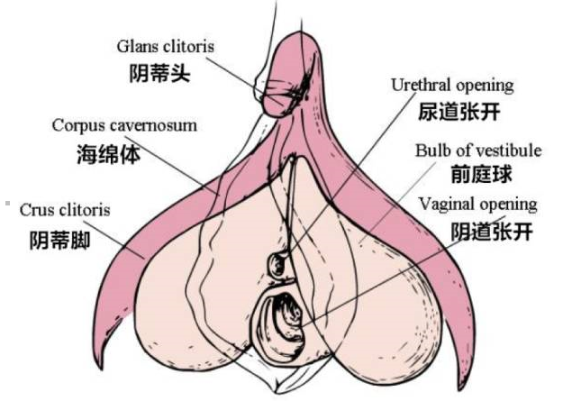 处女真的不能享受成人玩具带来的乐趣吗？