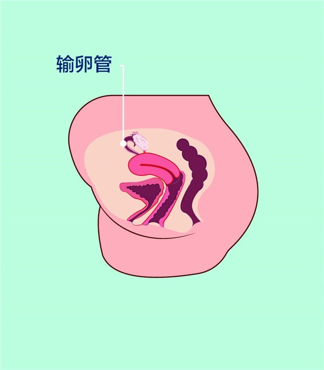 卵子蠢蠢的死法：憋死、无聊死、孤独死......你还知道哪些？